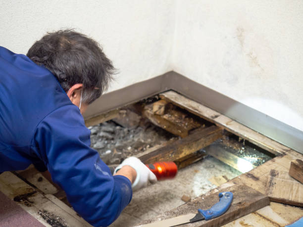 Best Fast Mold Removal  in Clymer, PA