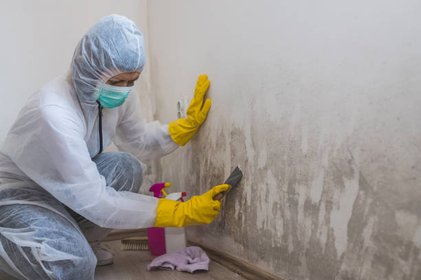 Best Black Mold Removal  in Clymer, PA