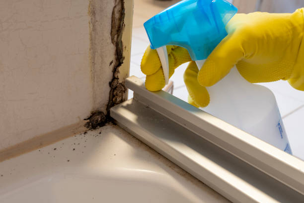 Best Mold Remediation  in Clymer, PA