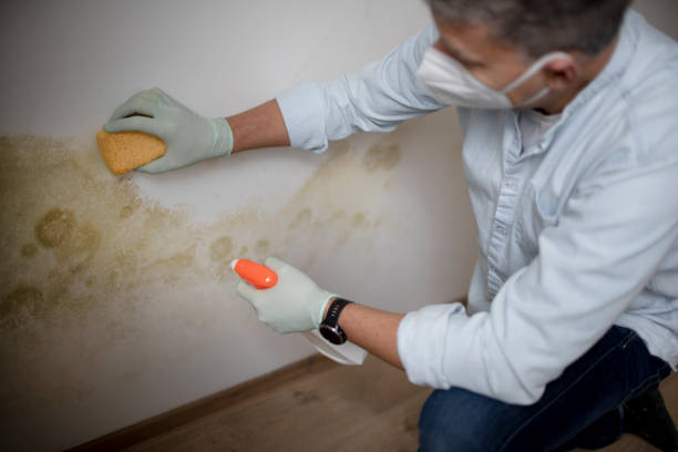 Trusted Clymer, PA Mold Removal Experts