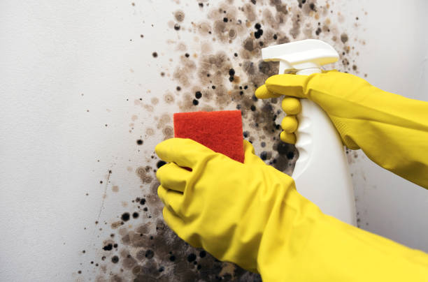Best Mold Remediation Services  in Clymer, PA
