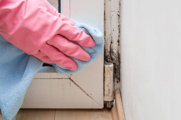 Best Affordable Mold Removal  in Clymer, PA