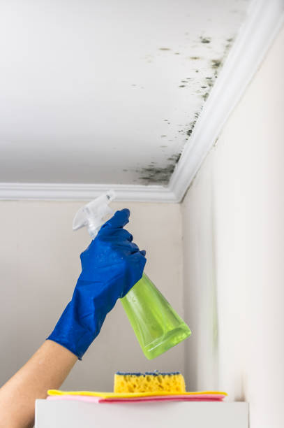 Best Mold Damage Repair  in Clymer, PA